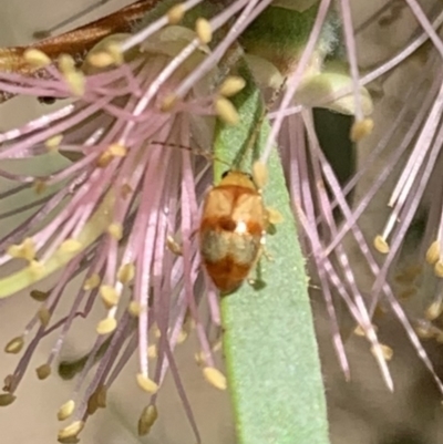 Monolepta juno at Murrumbateman, NSW - 15 Apr 2021 by SimoneC