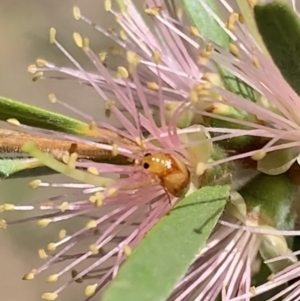 Monolepta juno at Murrumbateman, NSW - 15 Apr 2021