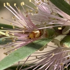 Monolepta juno at Murrumbateman, NSW - 15 Apr 2021