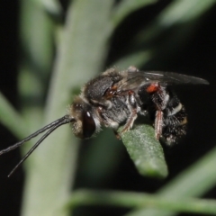 Lipotriches sp. (genus) (Halictid bee) at Acton, ACT - 3 Mar 2021 by TimL