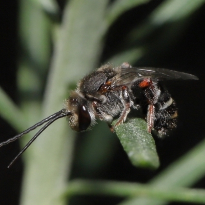 Lipotriches sp. (genus) (Halictid bee) at Acton, ACT - 4 Mar 2021 by TimL