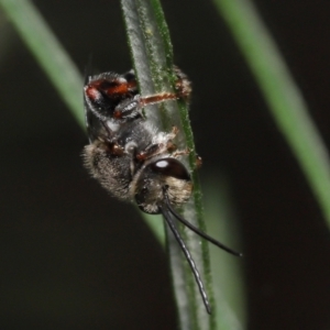 Lipotriches sp. (genus) at Acton, ACT - 4 Mar 2021 10:10 AM