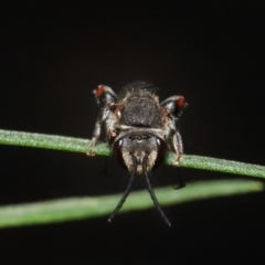 Lipotriches sp. (genus) at Acton, ACT - 4 Mar 2021 10:10 AM