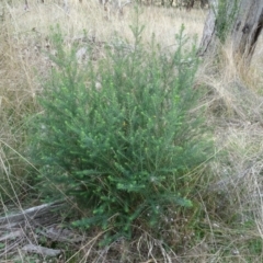 Ozothamnus diosmifolius (Rice Flower, White Dogwood, Sago Bush) at Lake George, NSW - 7 Apr 2021 by AndyRussell