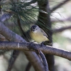 Acanthiza chrysorrhoa (Yellow-rumped Thornbill) at Jerrabomberra Creek - 15 Apr 2021 by RodDeb