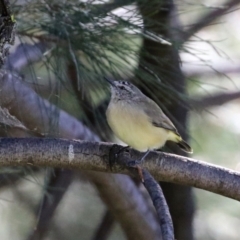 Acanthiza chrysorrhoa at Jerrabomberra, NSW - 15 Apr 2021