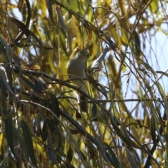 Ptilotula penicillata at Jerrabomberra, NSW - 15 Apr 2021