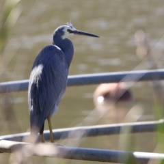 Egretta novaehollandiae (White-faced Heron) at Jerrabomberra, NSW - 15 Apr 2021 by RodDeb