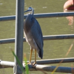 Egretta novaehollandiae at Jerrabomberra, NSW - 15 Apr 2021