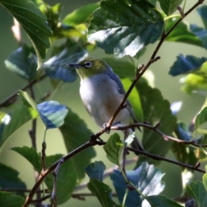 Zosterops lateralis at Jerrabomberra, NSW - 15 Apr 2021