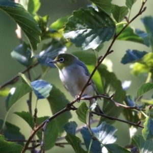 Zosterops lateralis at Jerrabomberra, NSW - 15 Apr 2021