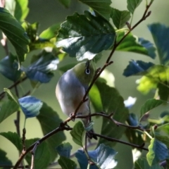 Zosterops lateralis at Jerrabomberra, NSW - 15 Apr 2021