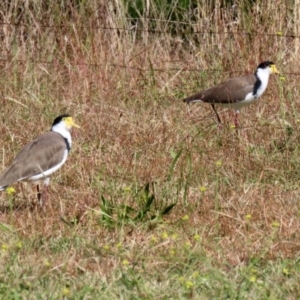 Vanellus miles at Jerrabomberra, NSW - 15 Apr 2021