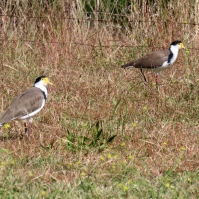 Vanellus miles (Masked Lapwing) at Jerrabomberra, NSW - 15 Apr 2021 by RodDeb