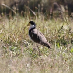 Vanellus miles at Jerrabomberra, NSW - 15 Apr 2021 12:36 PM