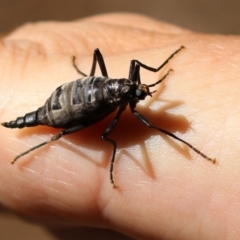 Boreoides subulatus (Wingless Soldier Fly) at Jerrabomberra Creek - 15 Apr 2021 by RodDeb