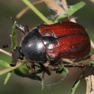 Bisallardiana gymnopleura at ANBG - 21 Feb 2021