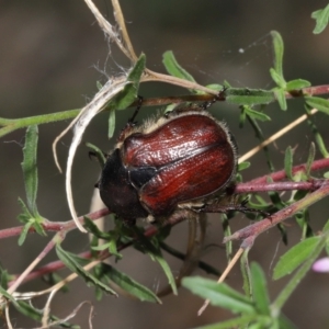 Bisallardiana gymnopleura at ANBG - 21 Feb 2021