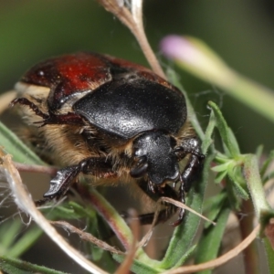 Bisallardiana gymnopleura at ANBG - 21 Feb 2021