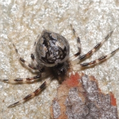 Euryopis splendens (Splendid tick spider) at ANBG - 21 Feb 2021 by TimL