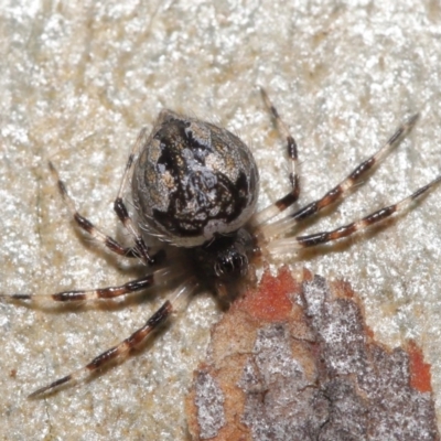 Euryopis splendens (Splendid tick spider) at ANBG - 21 Feb 2021 by TimL