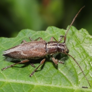 Temnosternus planiusculus at Acton, ACT - 21 Feb 2021