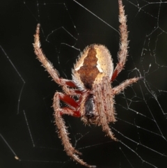 Hortophora transmarina (Garden Orb Weaver) at Acton, ACT - 21 Feb 2021 by TimL