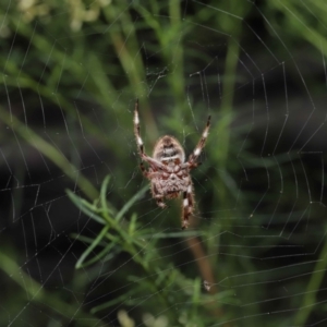 Hortophora transmarina at Acton, ACT - 21 Feb 2021