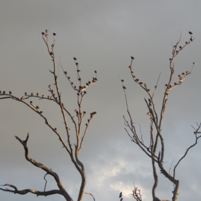 Sturnus vulgaris (Common Starling) at Tuggeranong DC, ACT - 22 Feb 2021 by michaelb