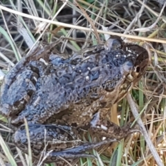 Limnodynastes tasmaniensis (Spotted Grass Frog) at Mulligans Flat - 16 Apr 2021 by tpreston