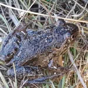 Limnodynastes tasmaniensis at Forde, ACT - 16 Apr 2021