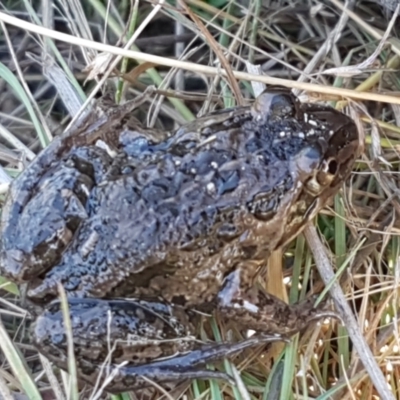 Limnodynastes tasmaniensis (Spotted Grass Frog) at Mulligans Flat - 16 Apr 2021 by tpreston