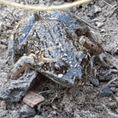 Limnodynastes tasmaniensis at Forde, ACT - 16 Apr 2021 10:23 AM