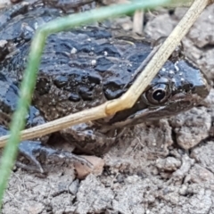 Limnodynastes tasmaniensis at Forde, ACT - 16 Apr 2021