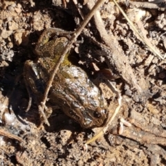 Limnodynastes tasmaniensis at Forde, ACT - 16 Apr 2021 10:23 AM