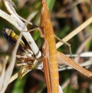 Keyacris scurra at Forde, ACT - 16 Apr 2021