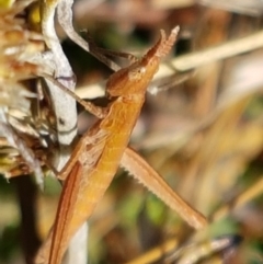 Keyacris scurra at Forde, ACT - 16 Apr 2021