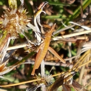 Keyacris scurra at Forde, ACT - 16 Apr 2021