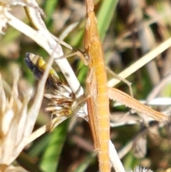 Keyacris scurra at Forde, ACT - 16 Apr 2021