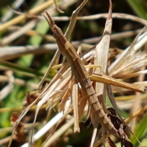 Keyacris scurra at Forde, ACT - 16 Apr 2021