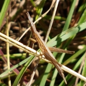 Keyacris scurra at Forde, ACT - 16 Apr 2021