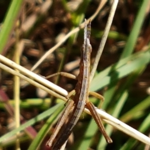 Keyacris scurra at Forde, ACT - 16 Apr 2021 10:37 AM