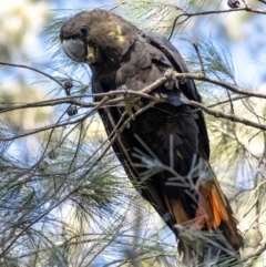 Calyptorhynchus lathami (Glossy Black-Cockatoo) at Penrose, NSW - 11 Apr 2021 by Aussiegall