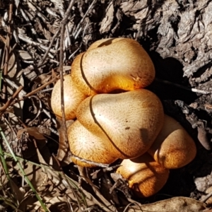 Gymnopilus junonius at Kaleen, ACT - 16 Apr 2021 12:43 PM