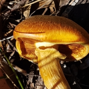 Gymnopilus junonius at Kaleen, ACT - 16 Apr 2021 12:43 PM