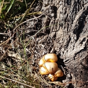 Gymnopilus junonius at Kaleen, ACT - 16 Apr 2021 12:43 PM