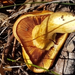 Gymnopilus junonius at Kaleen, ACT - 16 Apr 2021 12:43 PM