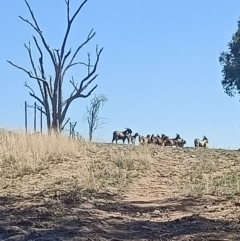 Capra hircus (Goat, Feral Goat) at Albury - 16 Apr 2021 by AlburyCityEnviros