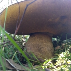 Phlebopus marginatus (Giant Bolete) at Majura, ACT - 15 Apr 2021 by Greggy