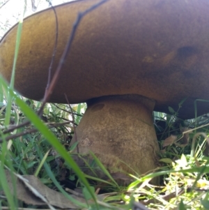 Phlebopus marginatus at Majura, ACT - 15 Apr 2021